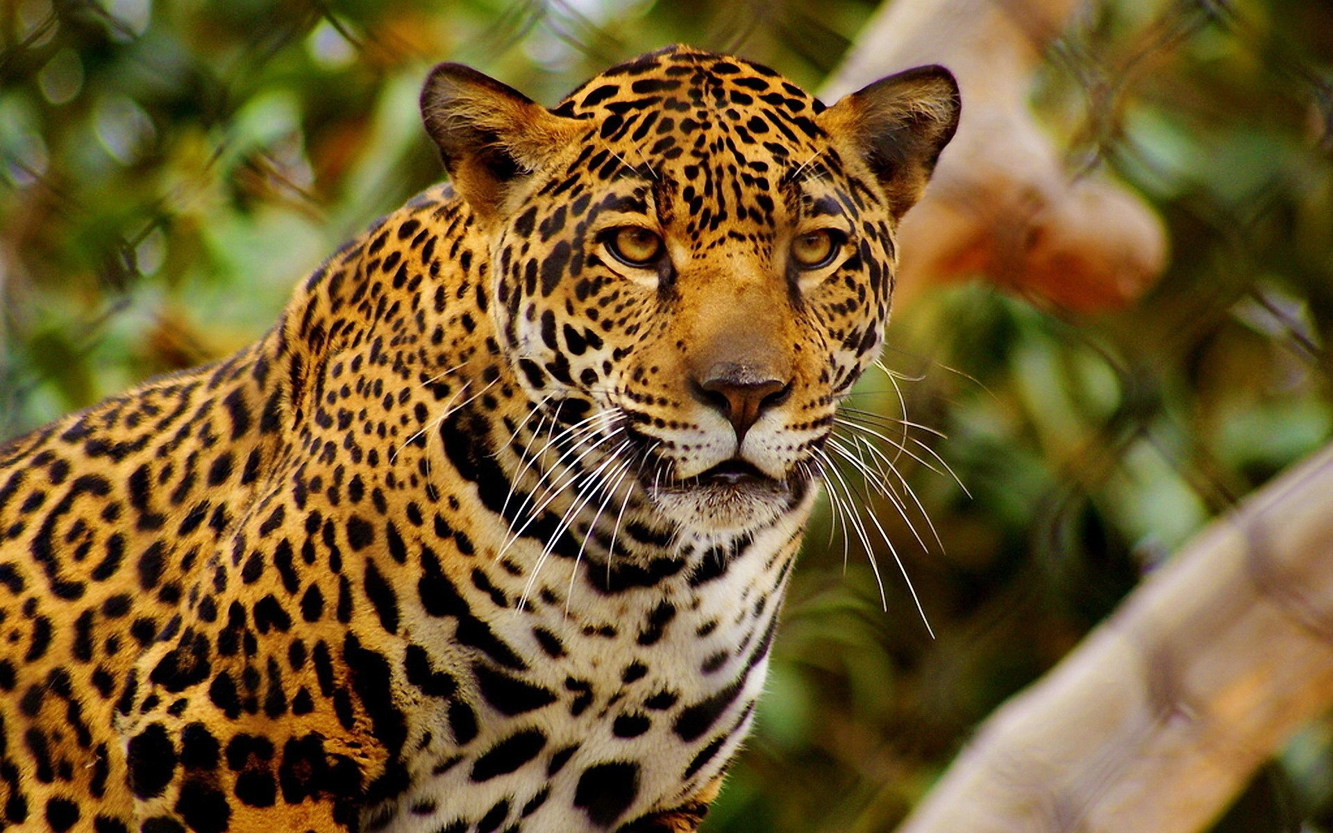 animais gato vida selvagem jardim zoológico predador selva leopardo natureza mamífero animal caçador selvagem jaguar