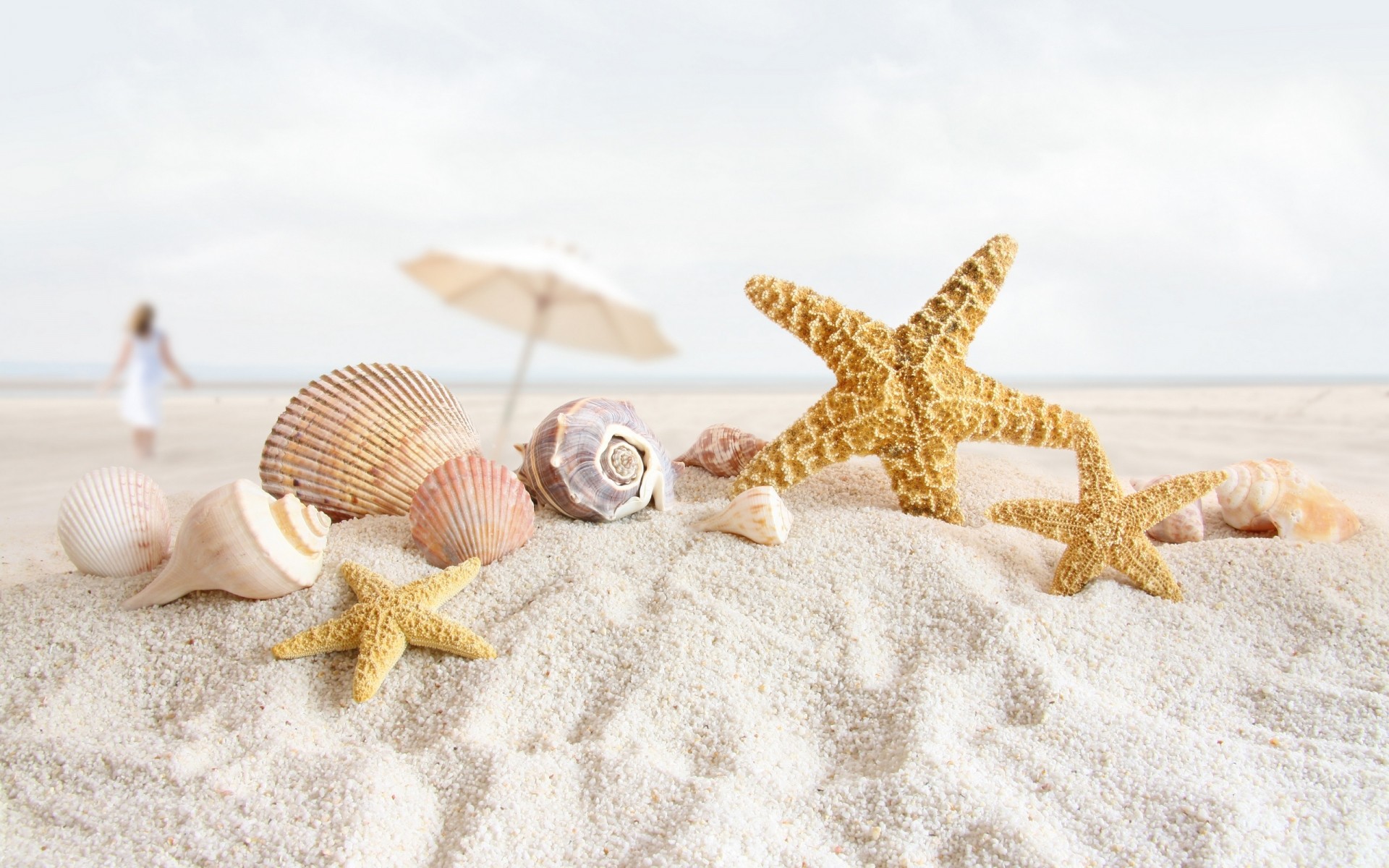 sommer seestern muscheln strand schale sand meer meer ende marine urlaub ozean tropisch küste küste entspannung nadelhä nger natur souvenir muscheln