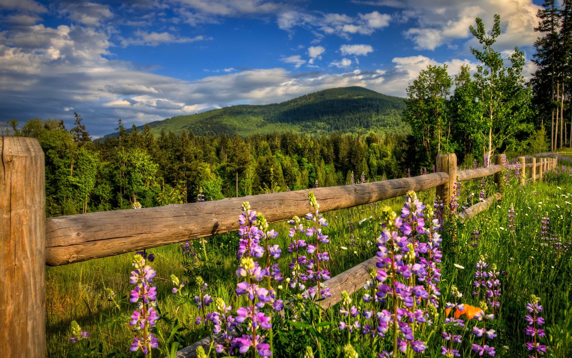 paysage nature fleur paysage été à l extérieur bois lupin herbe foin rural aube arbre lumineux campagne ciel couleur flore fond fleurs de printemps collines vertes