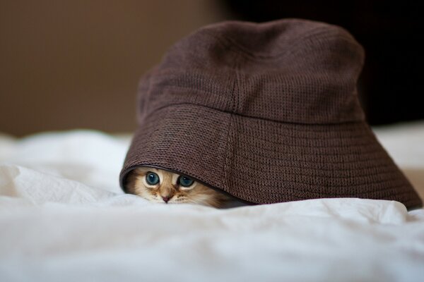 Un gatito en la cama se esconde debajo de un sombrero