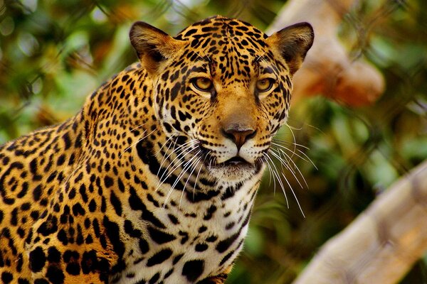 Wilder Leopard unter unnatürlichen Bedingungen