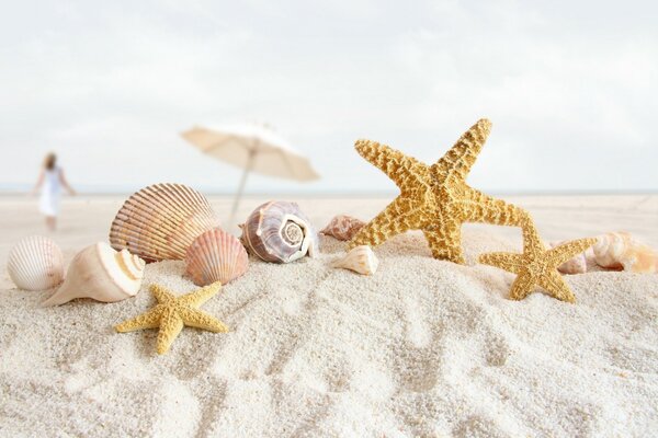 Étoile de mer et coquillages sur le sable