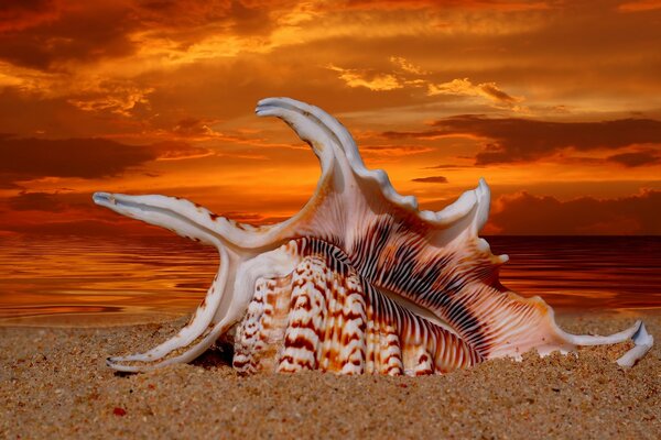 Seashell on the background of sunset