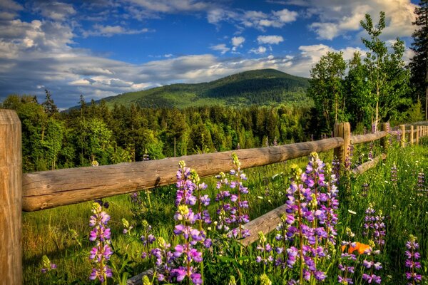 Beautiful summer landscape with flowers