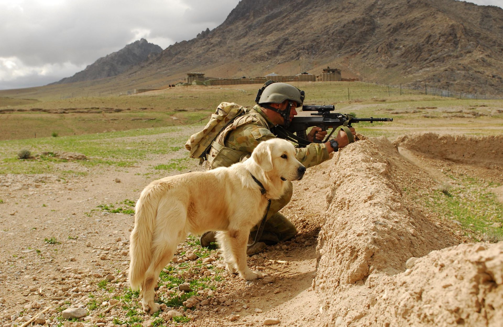 swat nature herbe à l extérieur mammifère désert chien