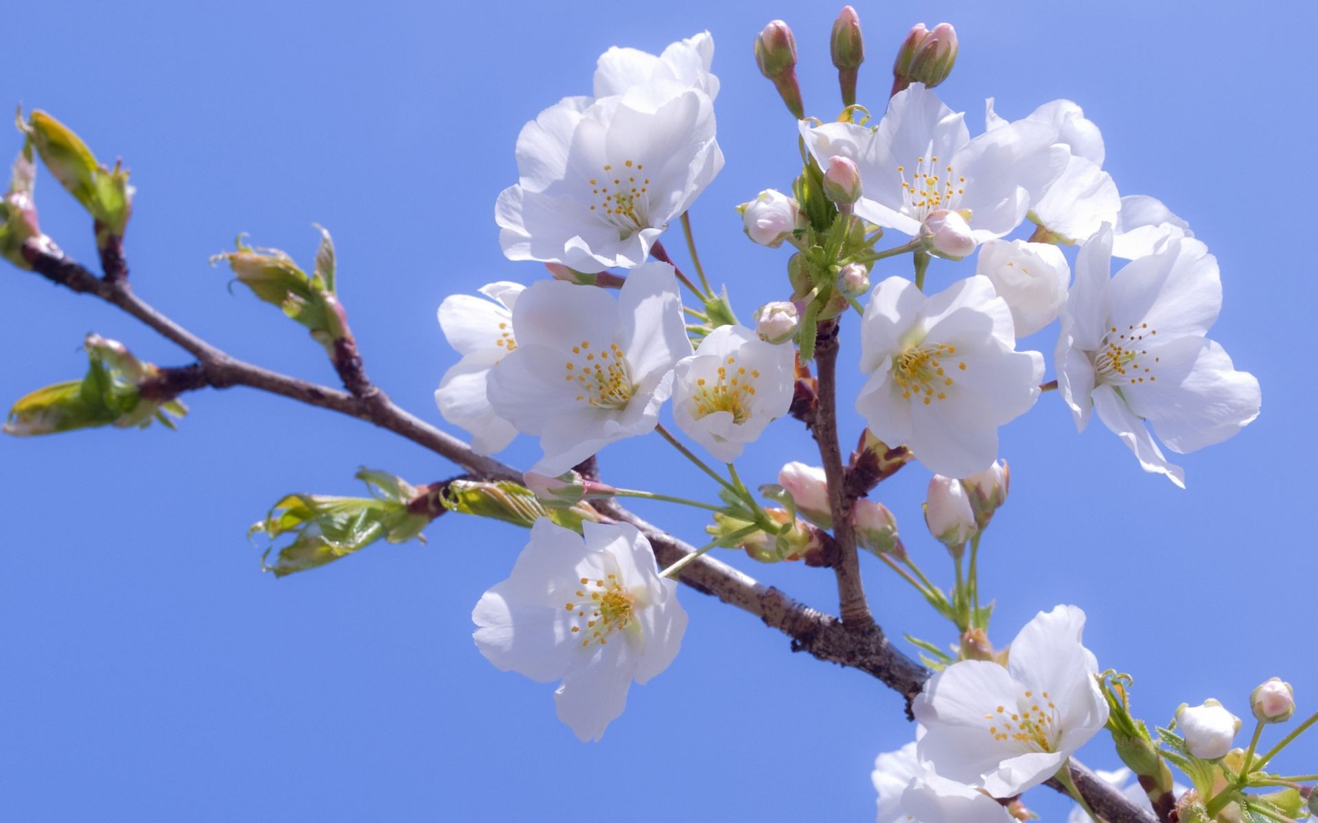 яблоня белые цветы ветка природа скачать