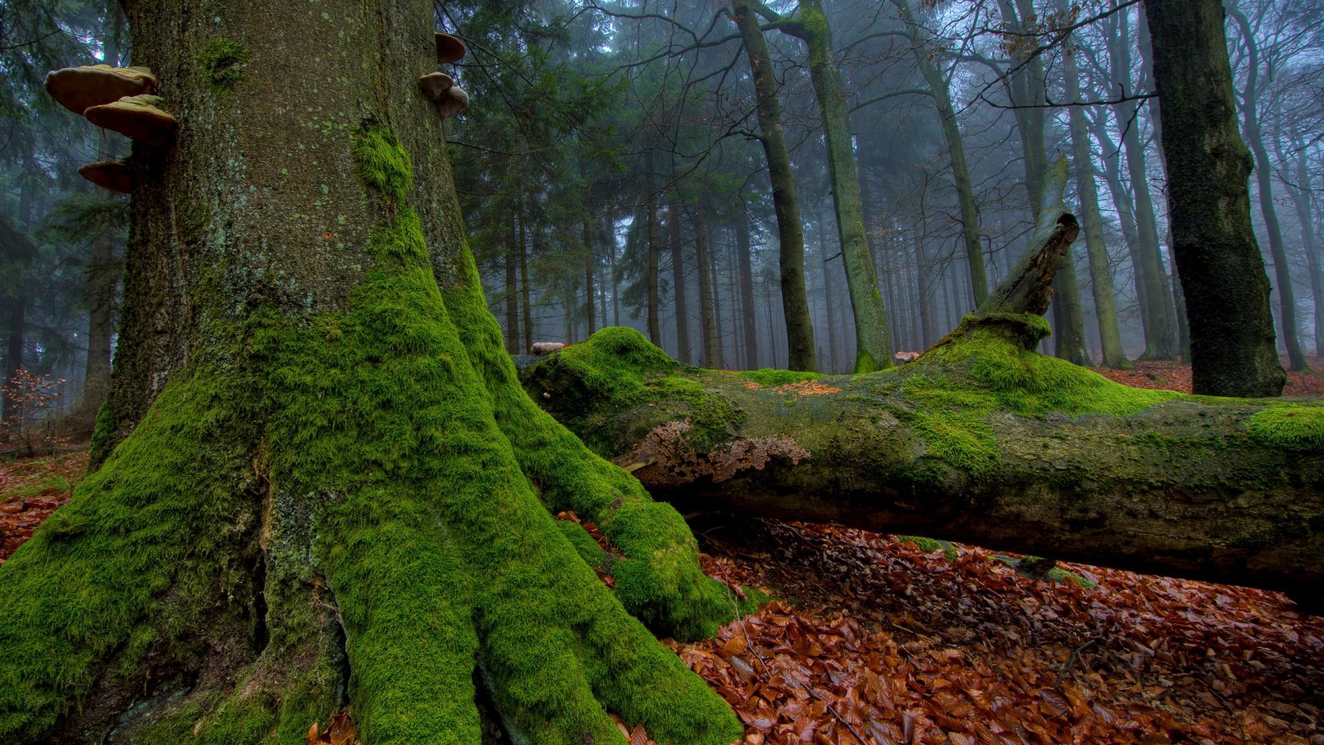 liście drewna drzewo mech natura krajobraz liść park jesień na zewnątrz trunk kora światło środowiska