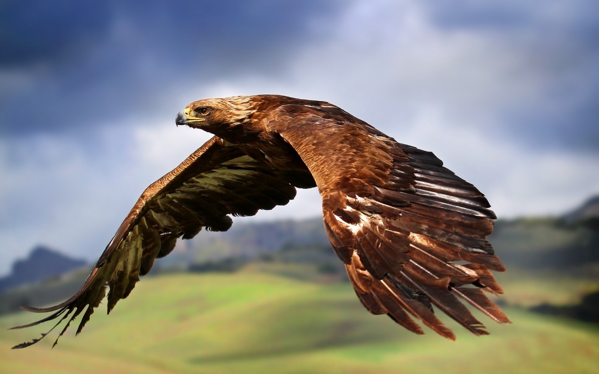 adler raptor vogel wildtiere natur beute hock im freien falke wild falkenjagd tier flug kite raubtier weißkopfseeadler glatze feder griffbrett