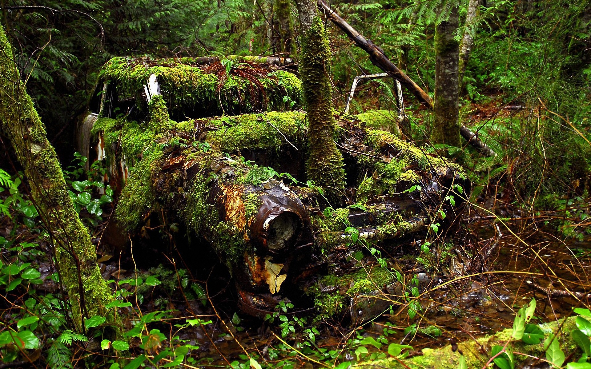 paesaggio legno muschio natura albero foglia ambiente fern selvaggio all aperto parco flora paesaggio foresta pluviale muschio autunno acqua montagna foresta foresta verde auto d epoca