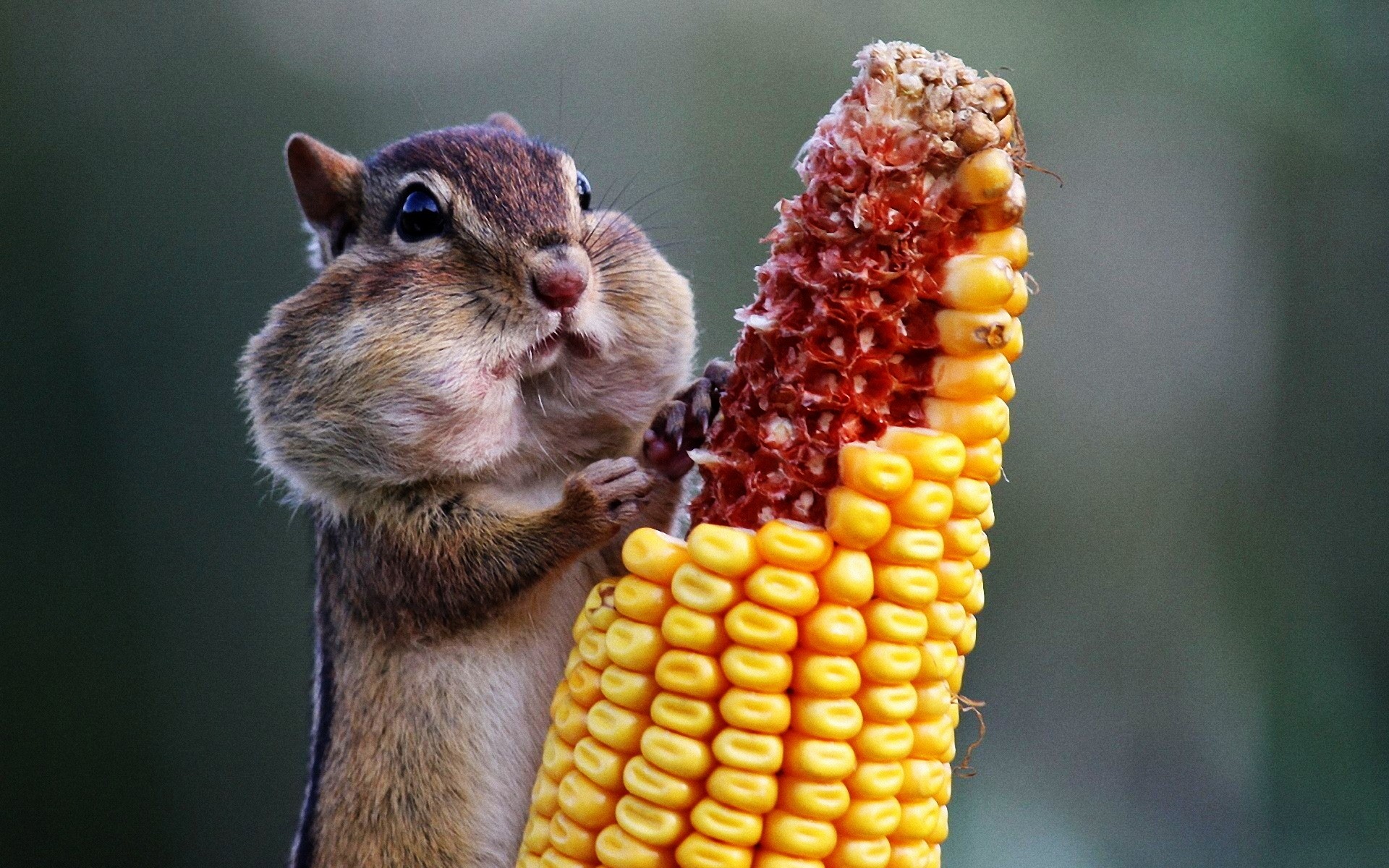 animales naturaleza mamífero lindo pequeño maíz fondo ardilla