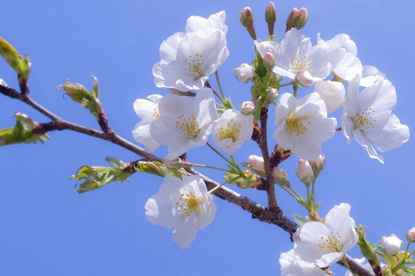 Ramos de flores de cerejeira na árvore