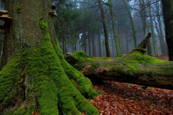 Forest landscape with moss on wood