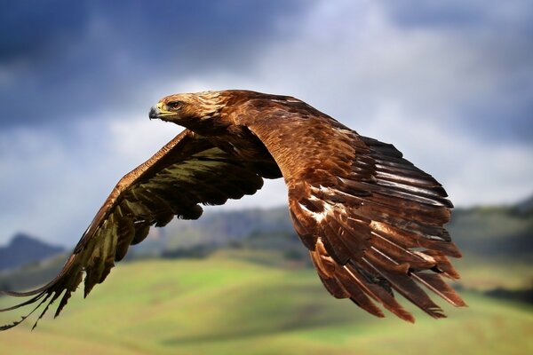 Ein gefürchteter Adler im Flug am Himmel