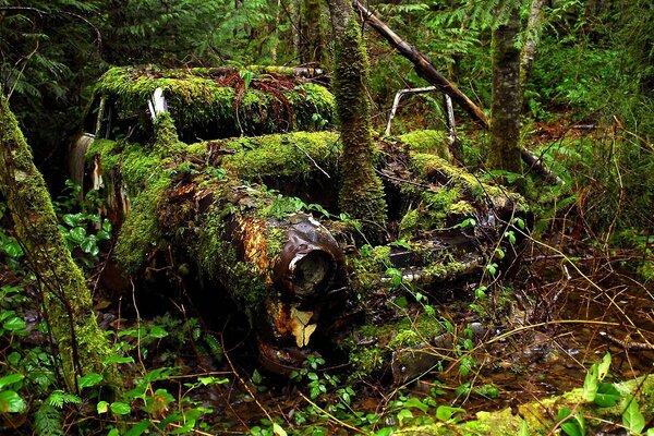 Voiture hirsute, paysages boisés