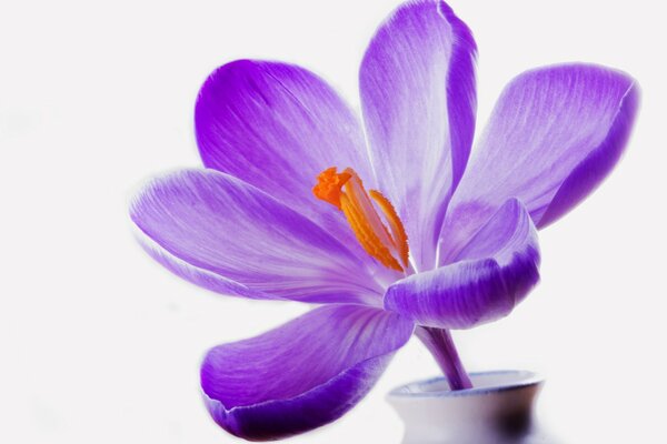 Beautiful purple flower in a vase