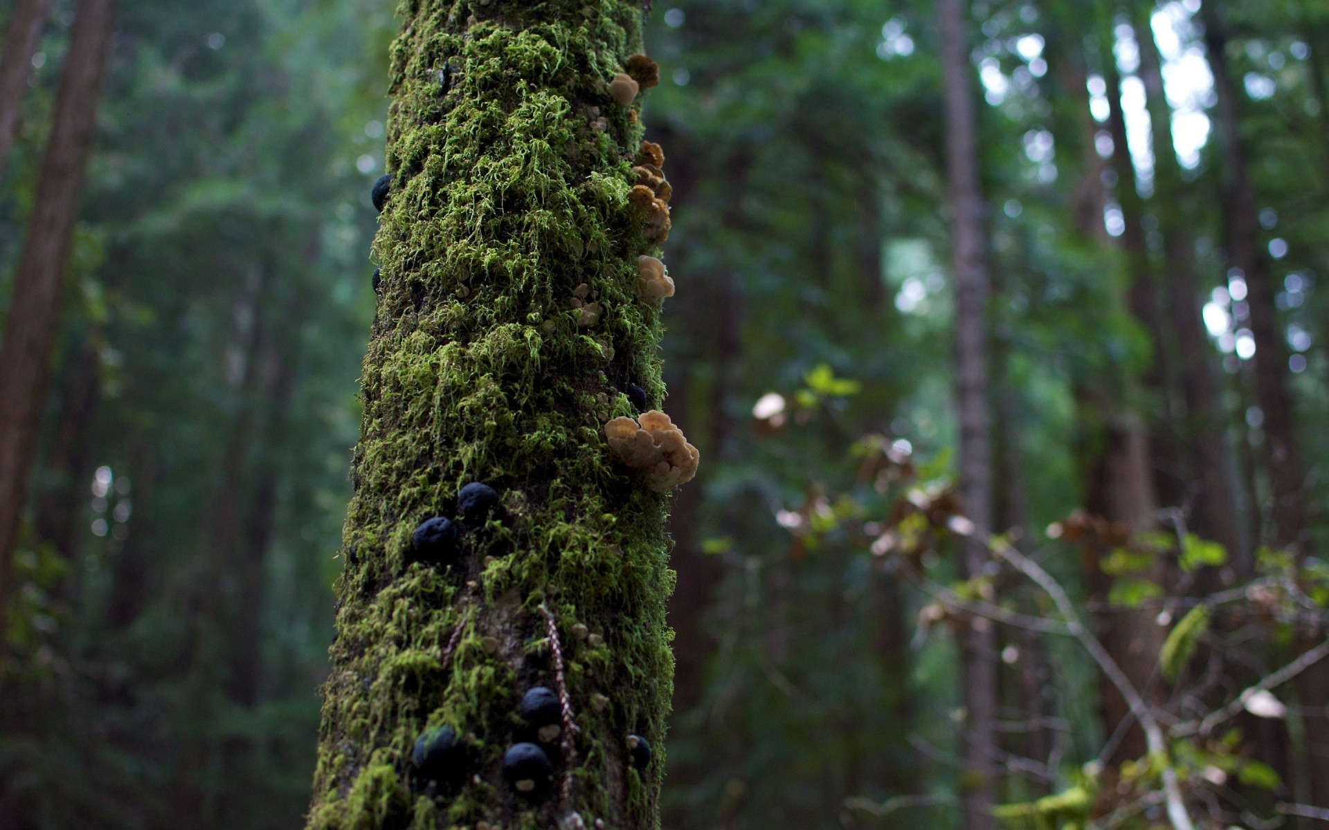 plants wood tree nature outdoors moss leaf evergreen conifer growth daylight rainforest flora environment bark trunk fungus branch pine landscape forest