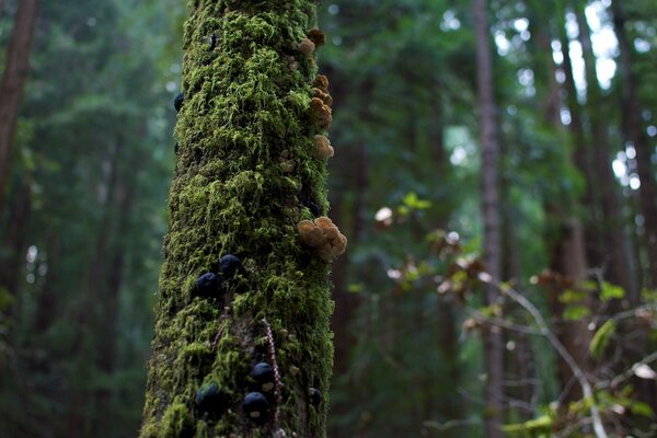 El musgo verde crece alto en los árboles