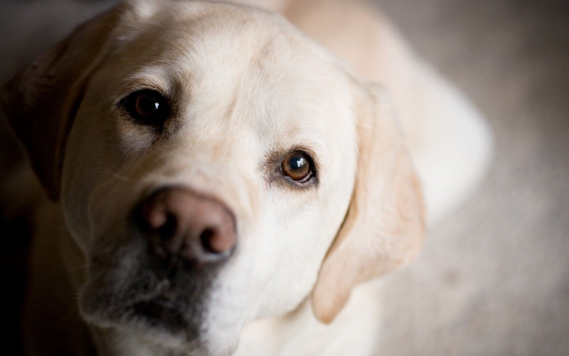 perros perro mascota lindo perro mamífero retrato cachorro retriever animal ver adorable raza estudio doméstico poco sentarse divertido joven