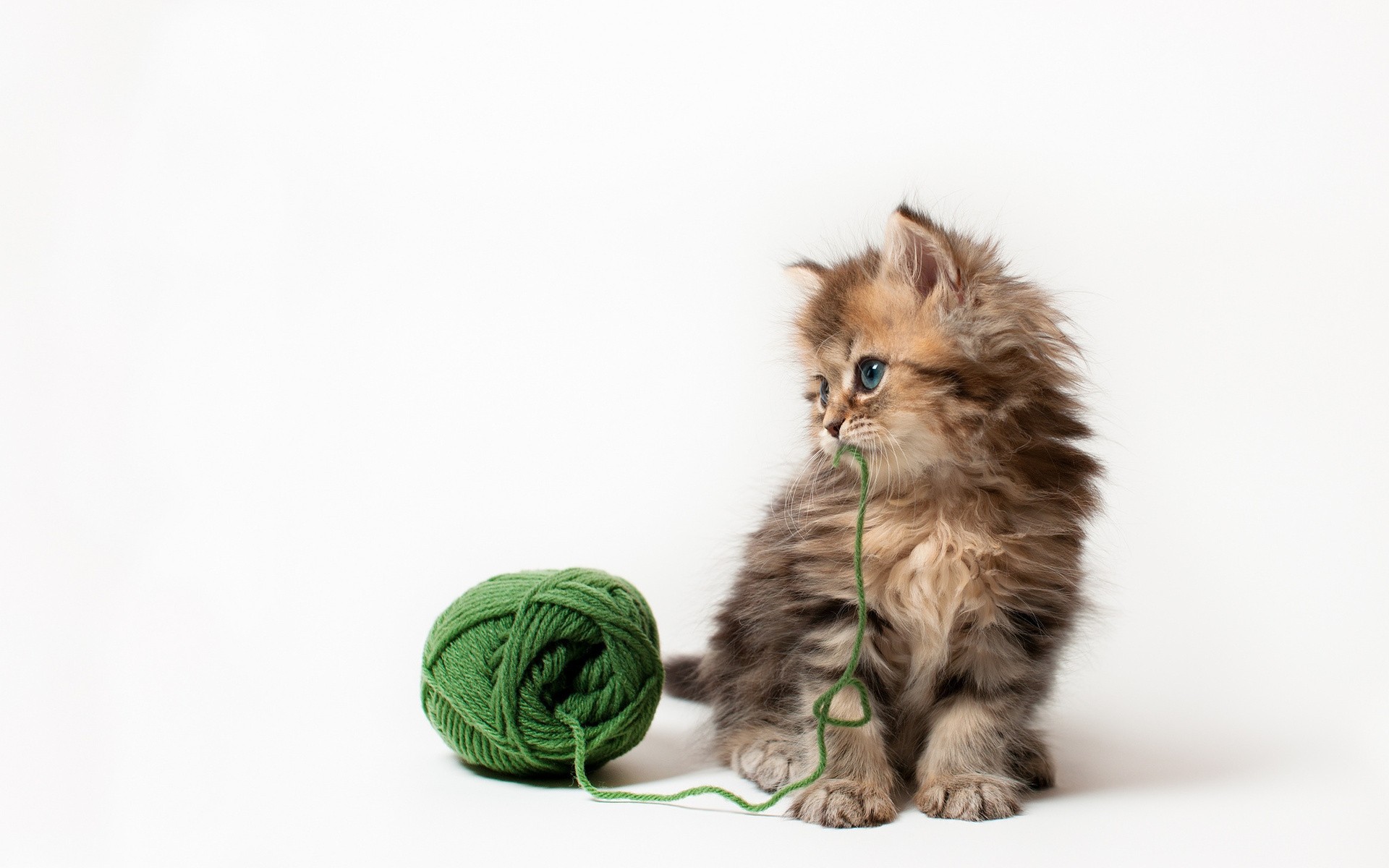 katze niedlich katze tier haustier studio jung inländische kätzchen wenig säugetier porträt kind fell sitzen lustig auge hintergrund grün