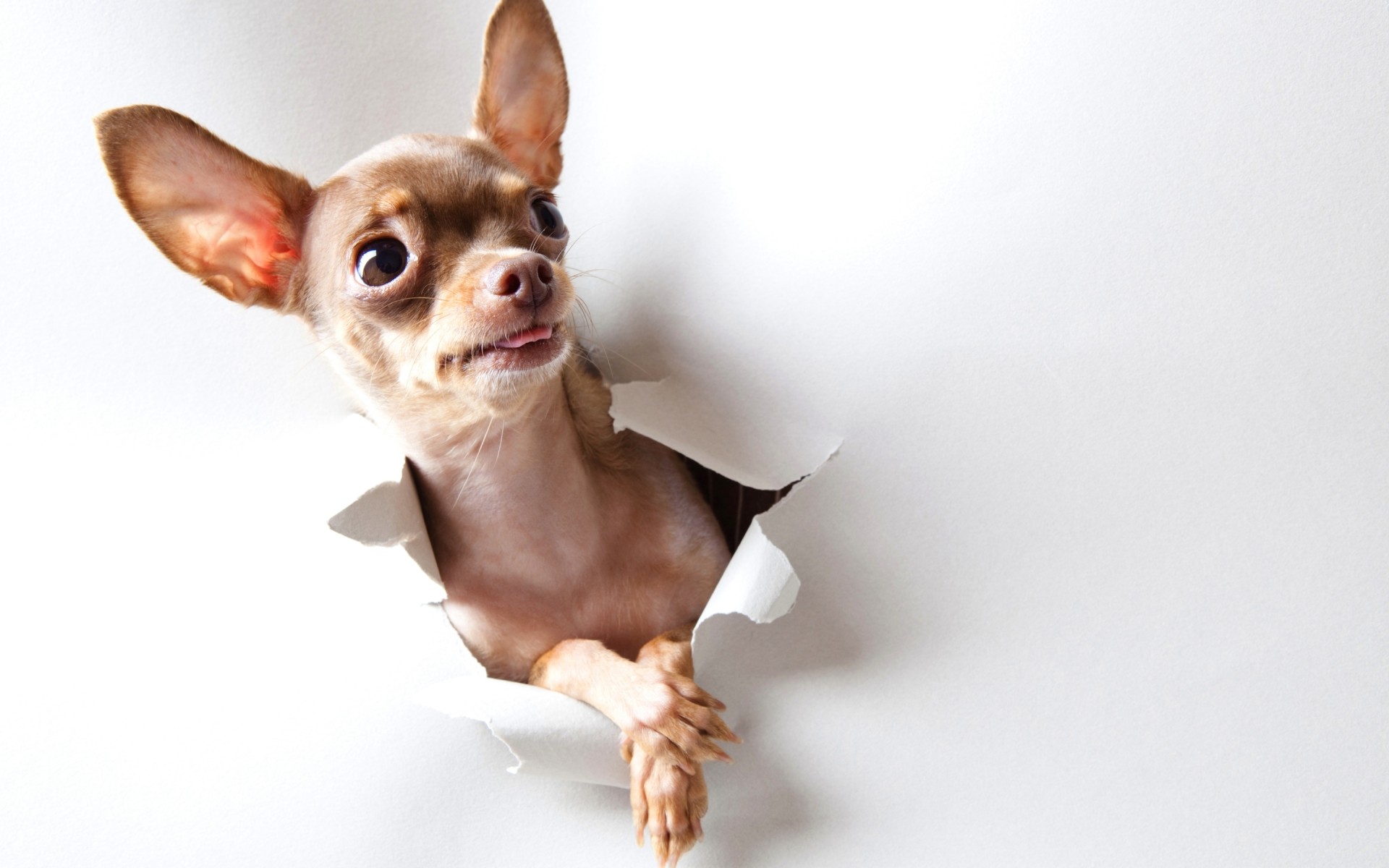 hund niedlich säugetier porträt ein haustier hund lustig tier wenig jung studio vorschau hundespezialist welpe sitzen liebenswert rasse humor inländische hintergrund