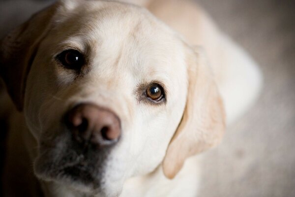 The dog looks faithfully at the owner