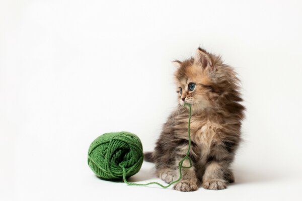 Gatinho bonito com um emaranhado de fio