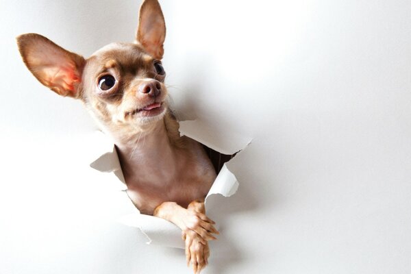 Chien Terrier dans le trou