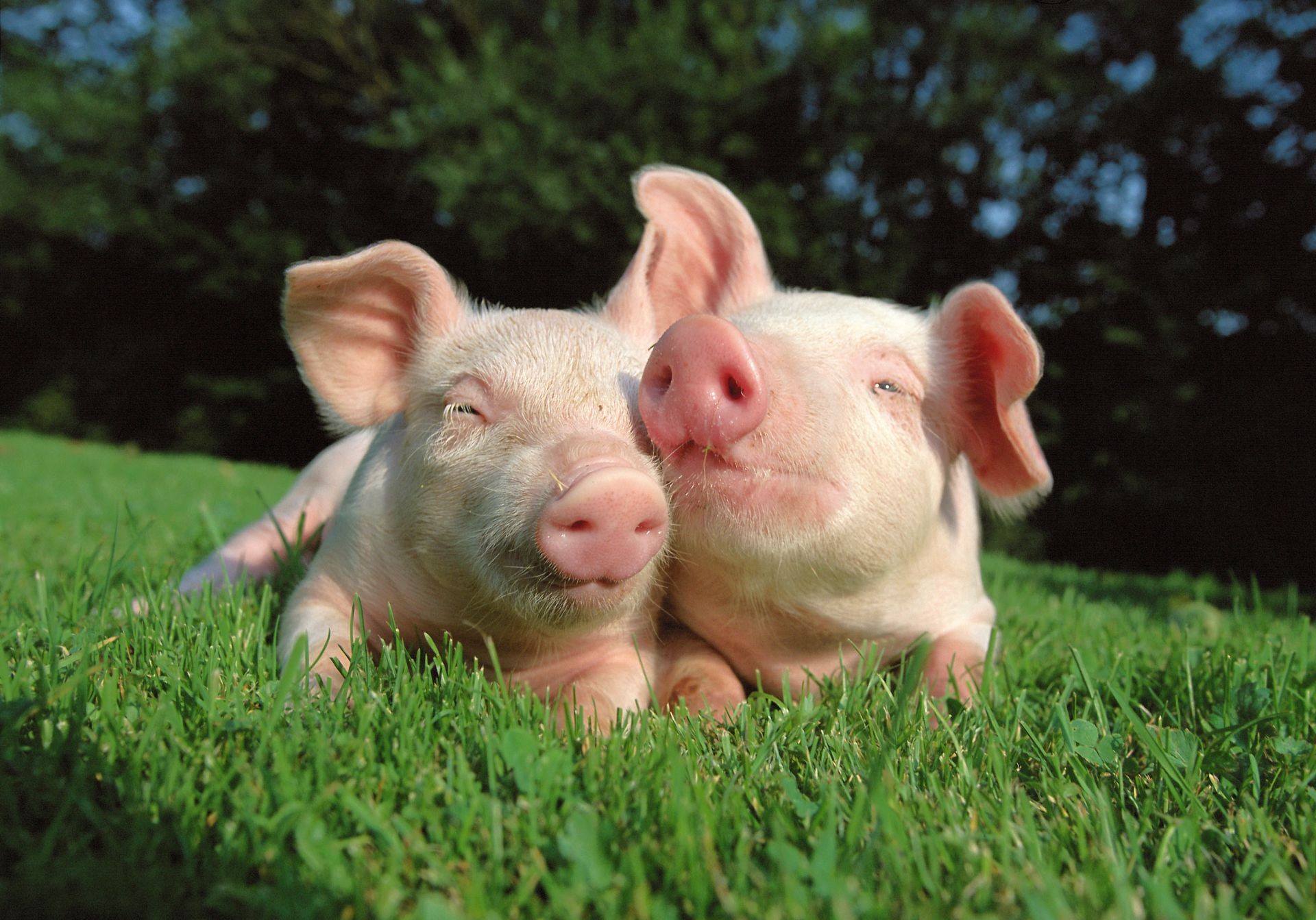 cerdo hierba lindo naturaleza joven pequeño granja al aire libre verano bebé