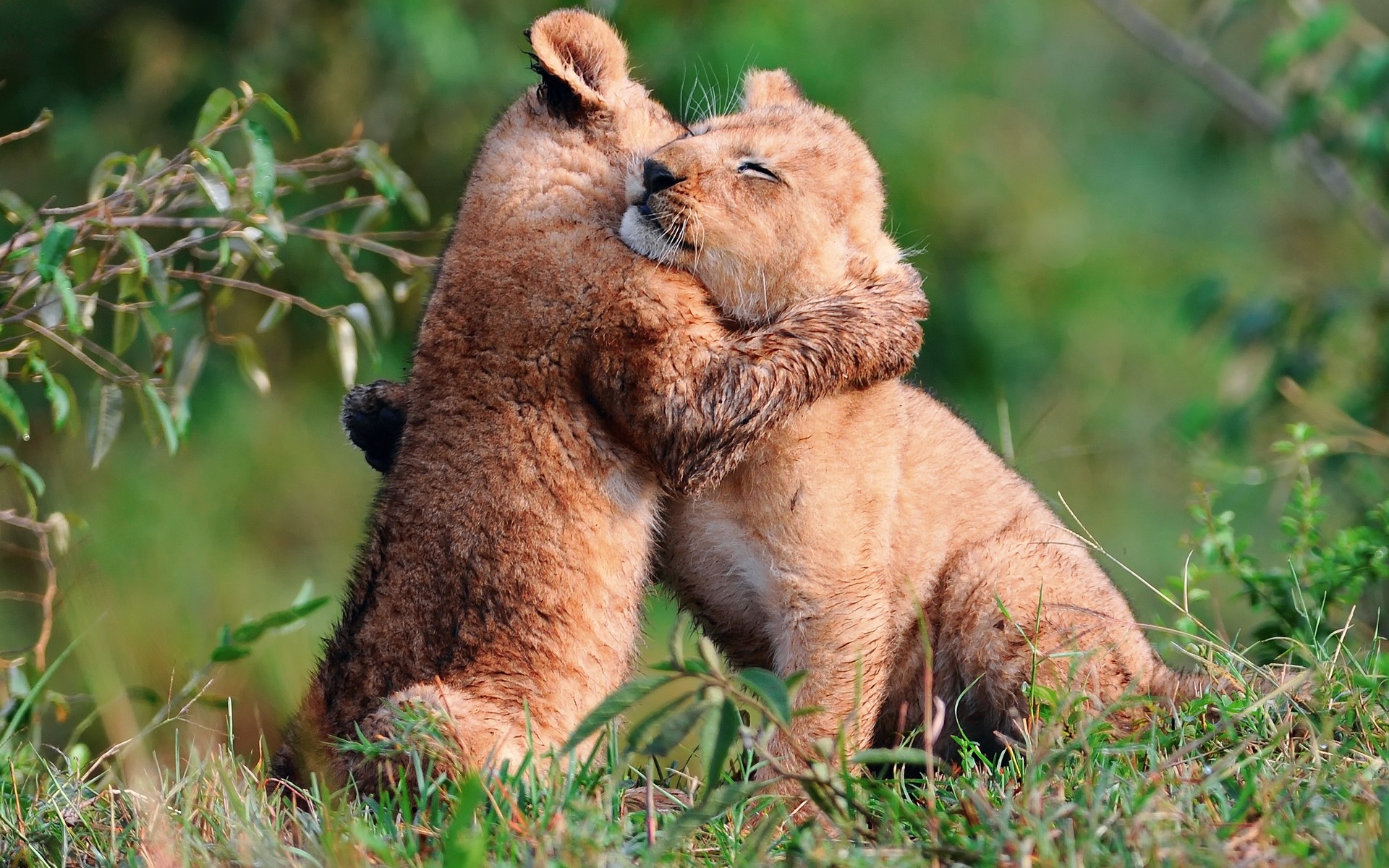 animais mamífero vida selvagem animal natureza selvagem grama gato leão jardim zoológico pele safari predador fofa parque ao ar livre amor leões ursos