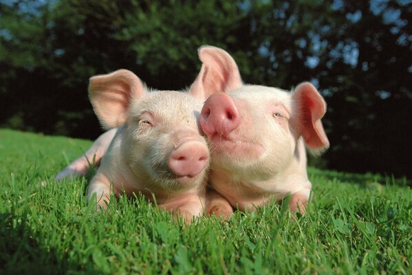 Dos cerditos rosados más lindos