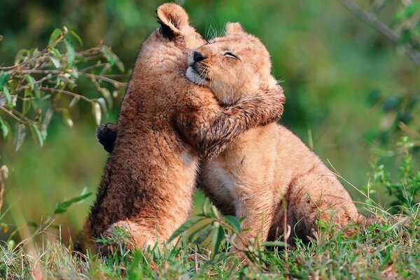 Cachorros juguetones leones en la naturaleza