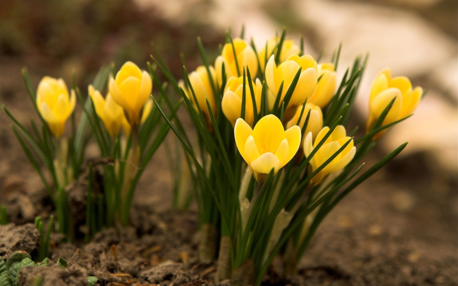 fleurs nature jardin flore fleur feuille été pâques saison herbe lumineux beau temps champ croissance à l extérieur couleur tulipe pétale floral bluming