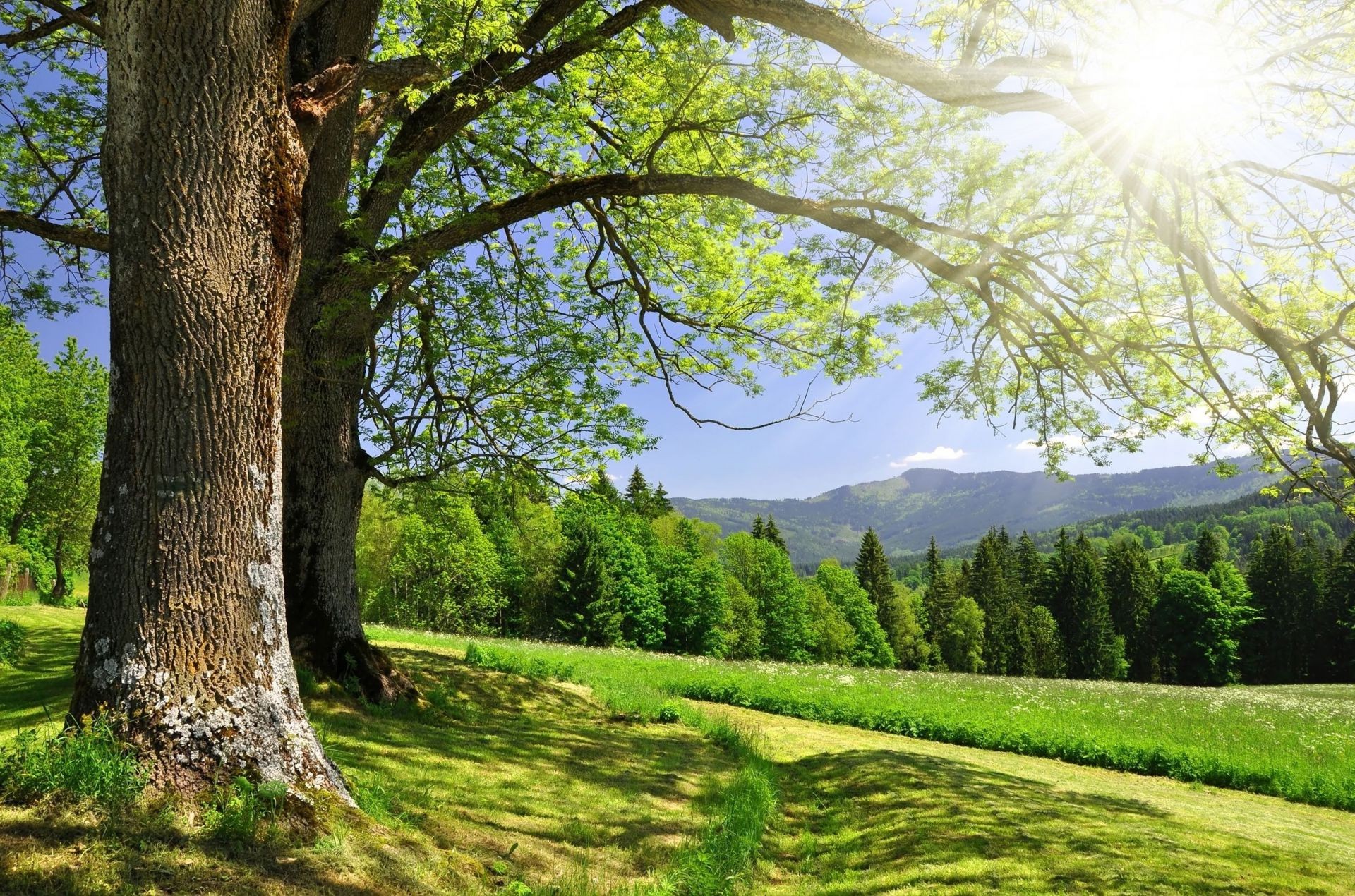 la luz del sol y los rayos árbol paisaje naturaleza madera hoja parque temporada buen tiempo al aire libre hierba escénico verano medio ambiente rural paisaje otoño escena brillante sol