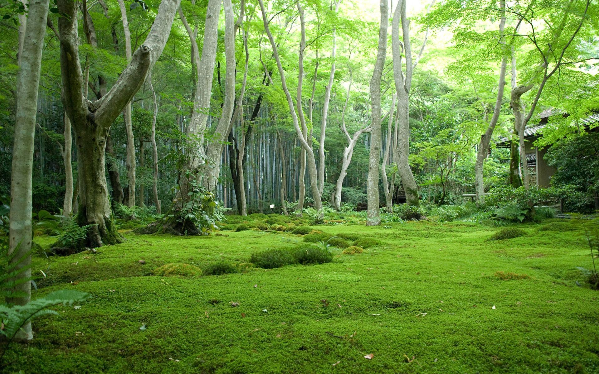 forêt bois nature paysage feuille arbre parc environnement guide luxuriante scénique flore saison paysages beau temps été mousse tronc aube scène