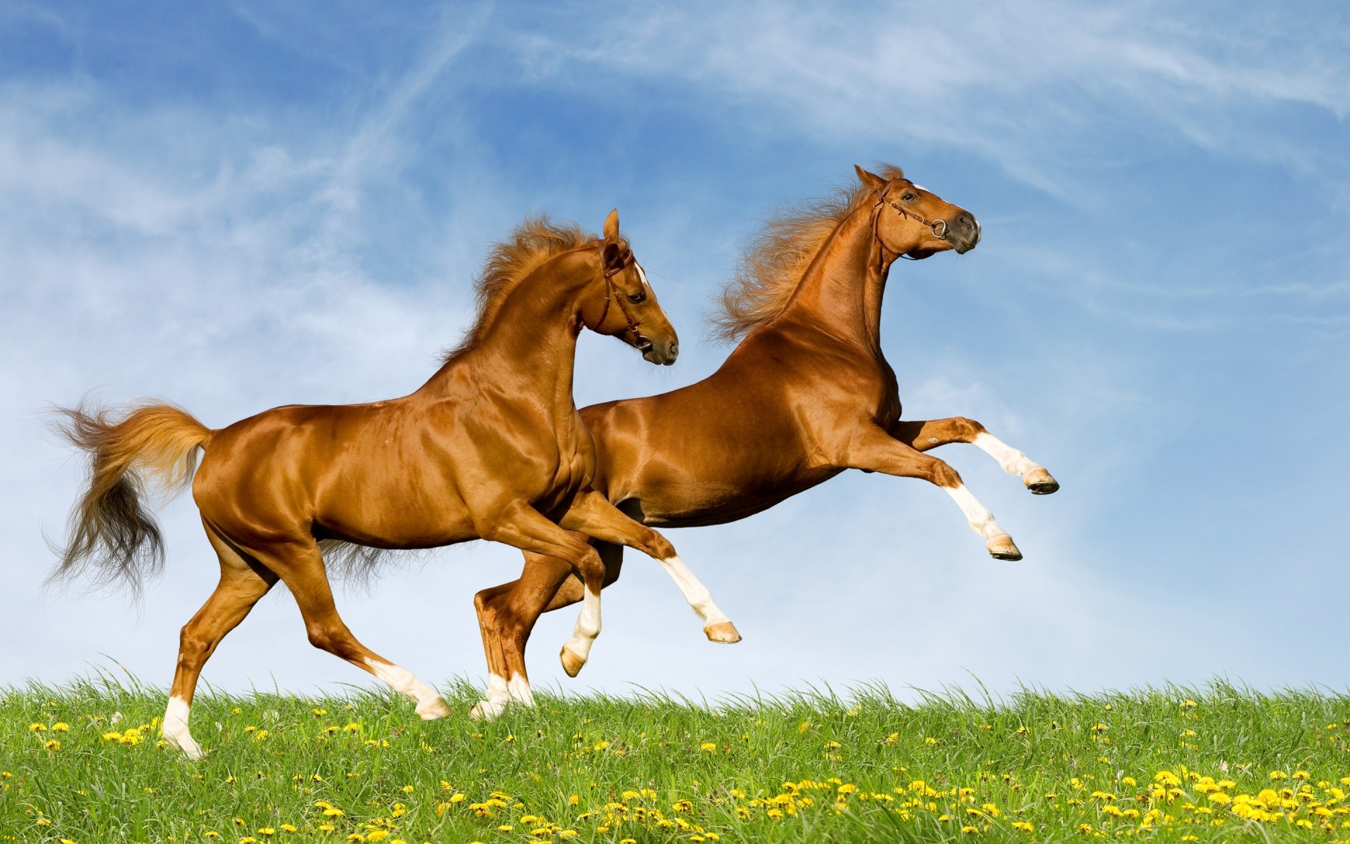 animali cavallo erba mammifero fieno mare mane campo cavalleria equestre stallone animale allevamento di cavalli correre fattoria libertà pascolo pascolo saltare purosangue cavalli