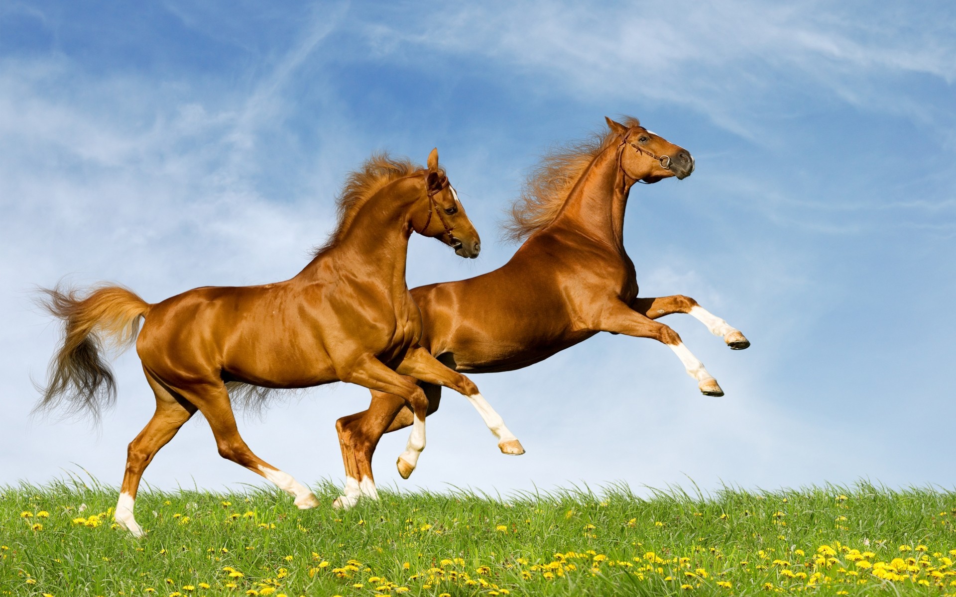 animals horse grass mammal hayfield mare mane field cavalry equestrian stallion animal equine run farm freedom pasture grassland jump thoroughbred horses