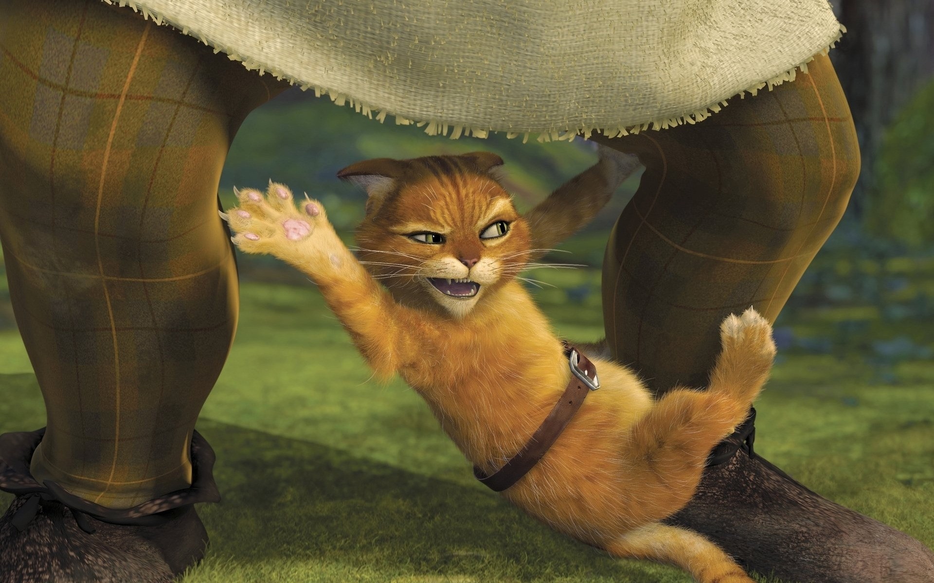 filme säugetier ein porträt natur tier katze animation komö die lustig