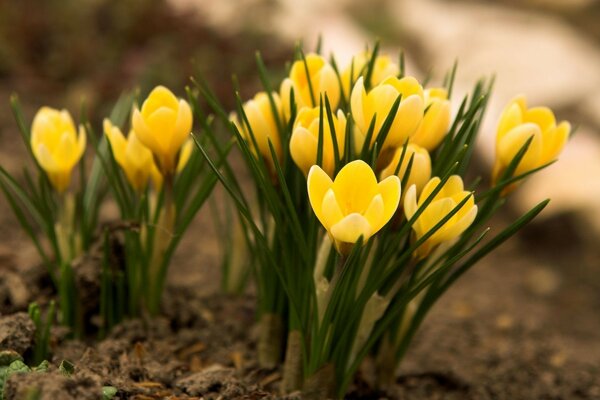 Belles fleurs jaunes poussent dans le sol