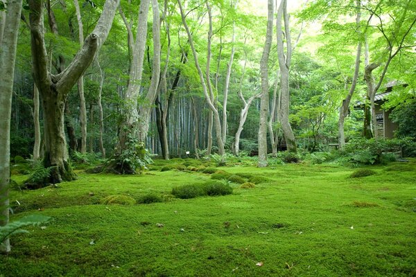 Immagine del desktop paesaggio foresta