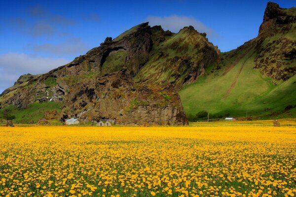 Green mountain and yellow flowers