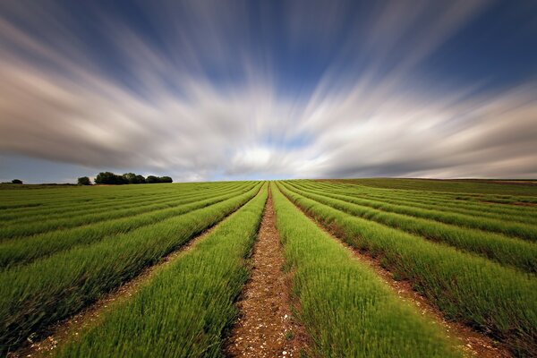 Landscape of the field of agriculture