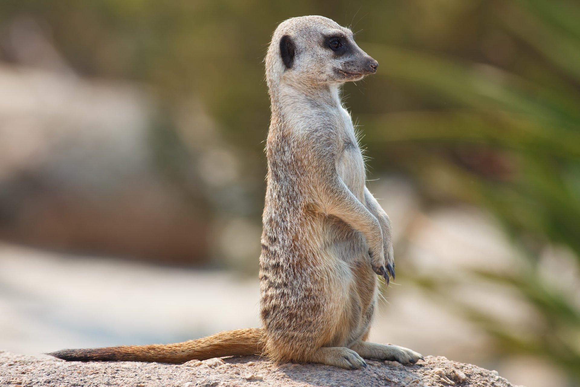 meerkat сурикат дозор пост часовой глаза взгляд животные позитив профиль морда