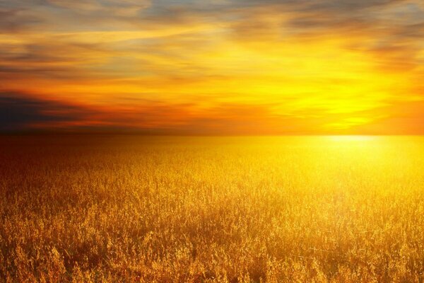 Tramonto sul campo con grano dorato