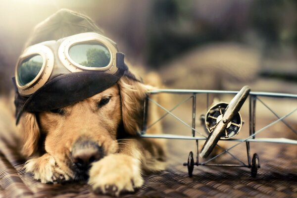 Photo shoot cute puppy pilot with an airplane