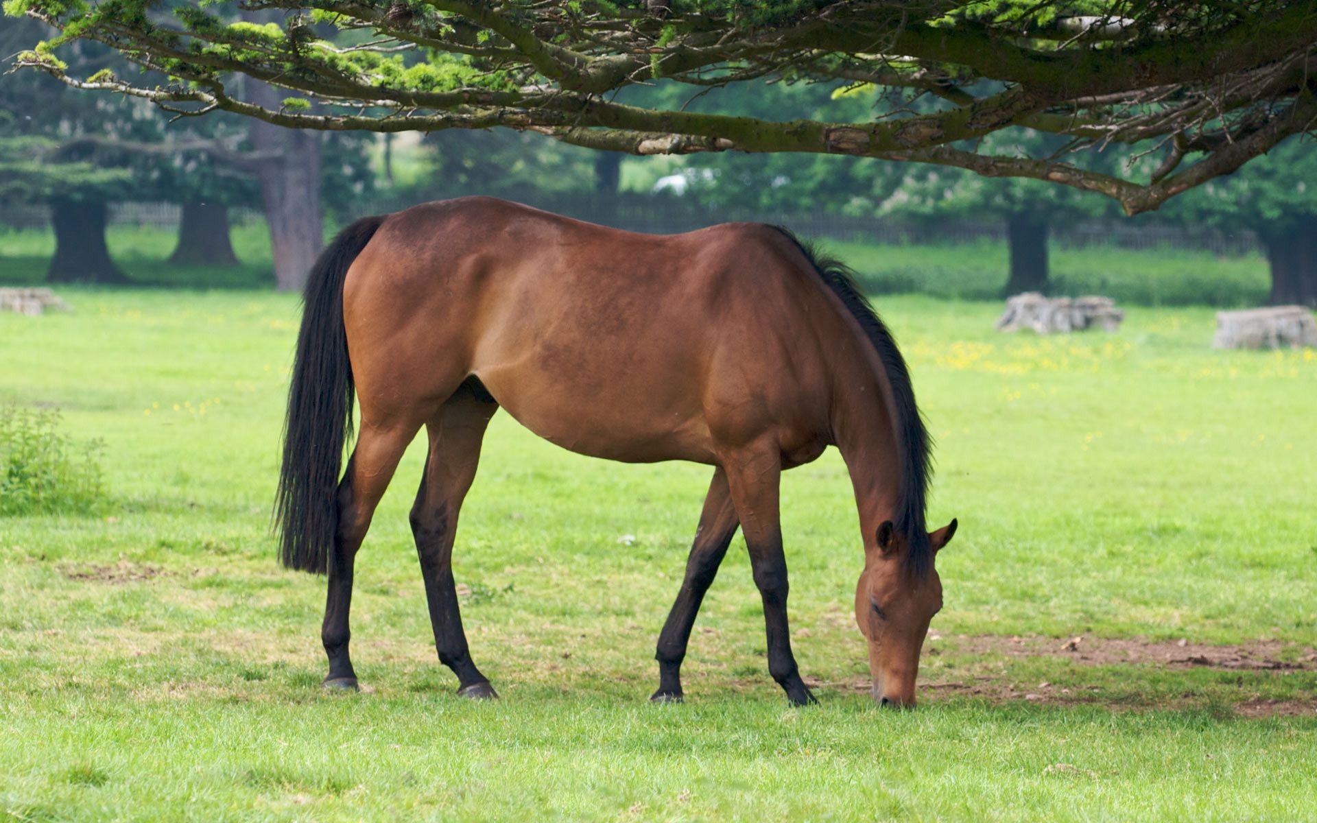horses mare horse mammal pasture grass farm stallion equine hayfield field cavalry animal mane foal rural equestrian
