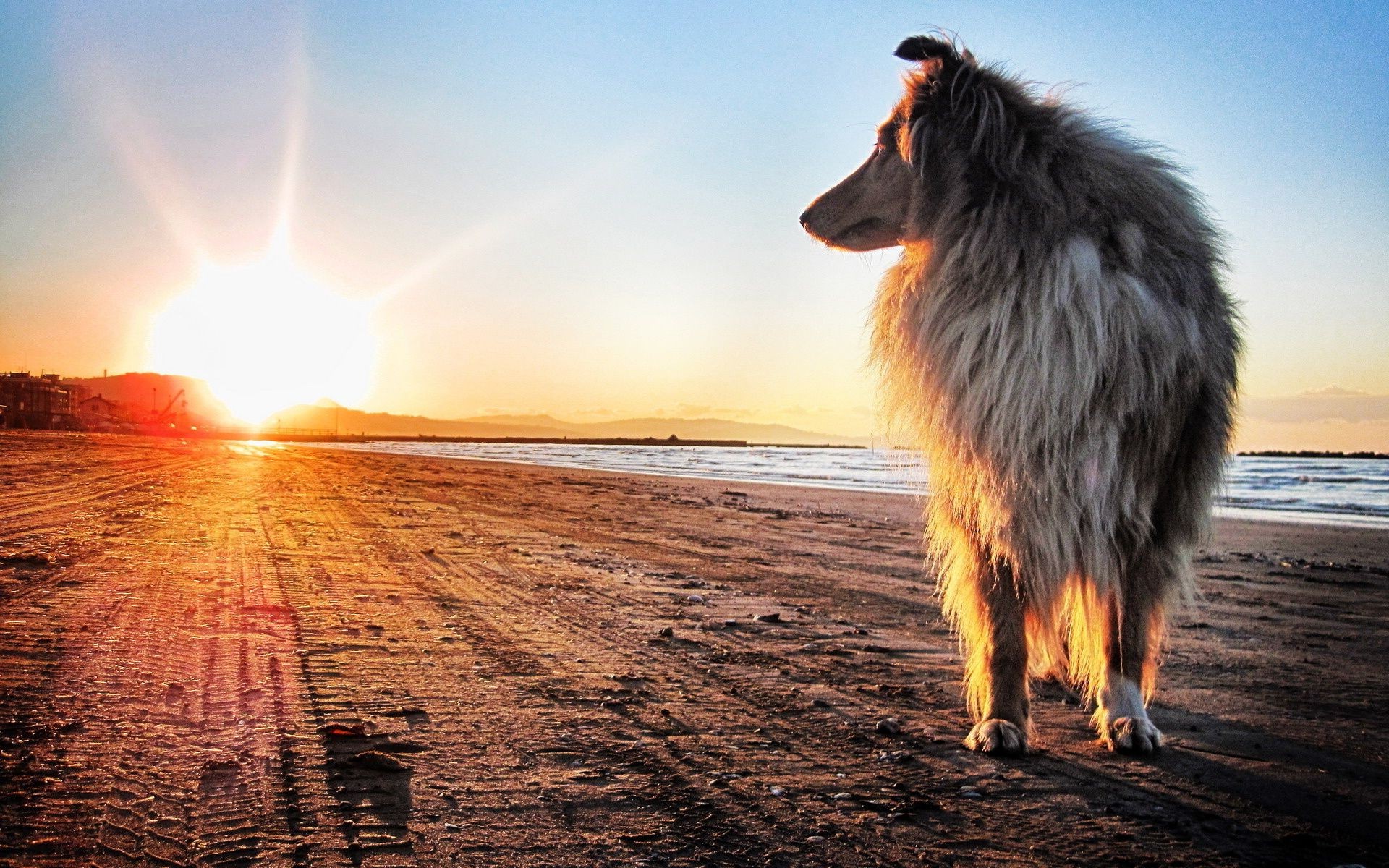 природа животные собака закат nature animals dog sunset бесплатно