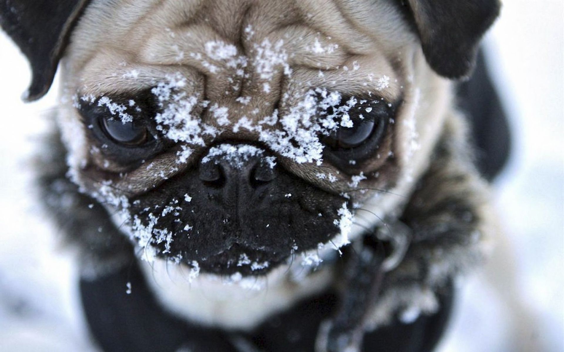 dogs dog cute portrait little animal pet funny mammal canine studio one eye puppy adorable face young