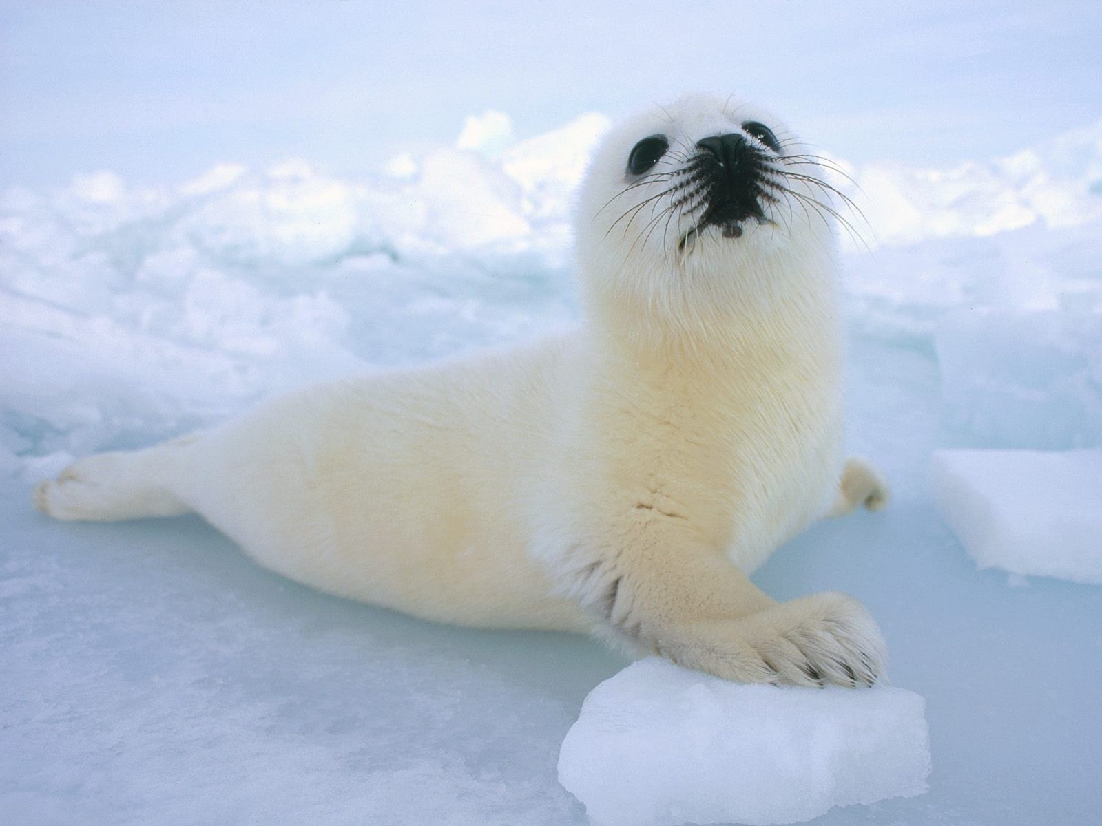 tiere schnee frostig winter säugetier eis kälte natur im freien tierwelt tageslicht polar niedlich wasser ein tier ozean drucken