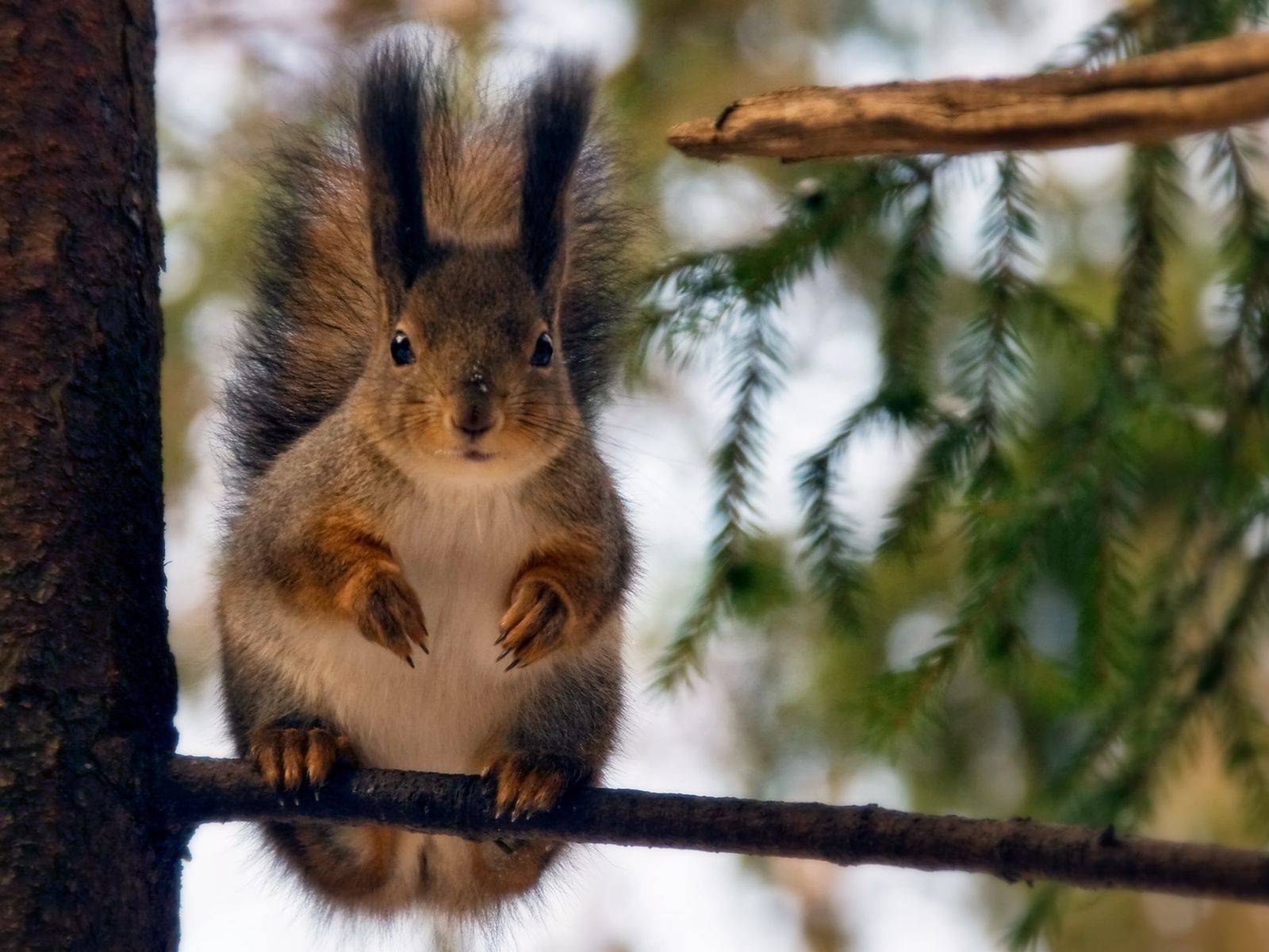 scoiattolo albero mammifero scoiattolo fauna selvatica roditore natura ritratto legno dado carino pelliccia animale all aperto selvaggio