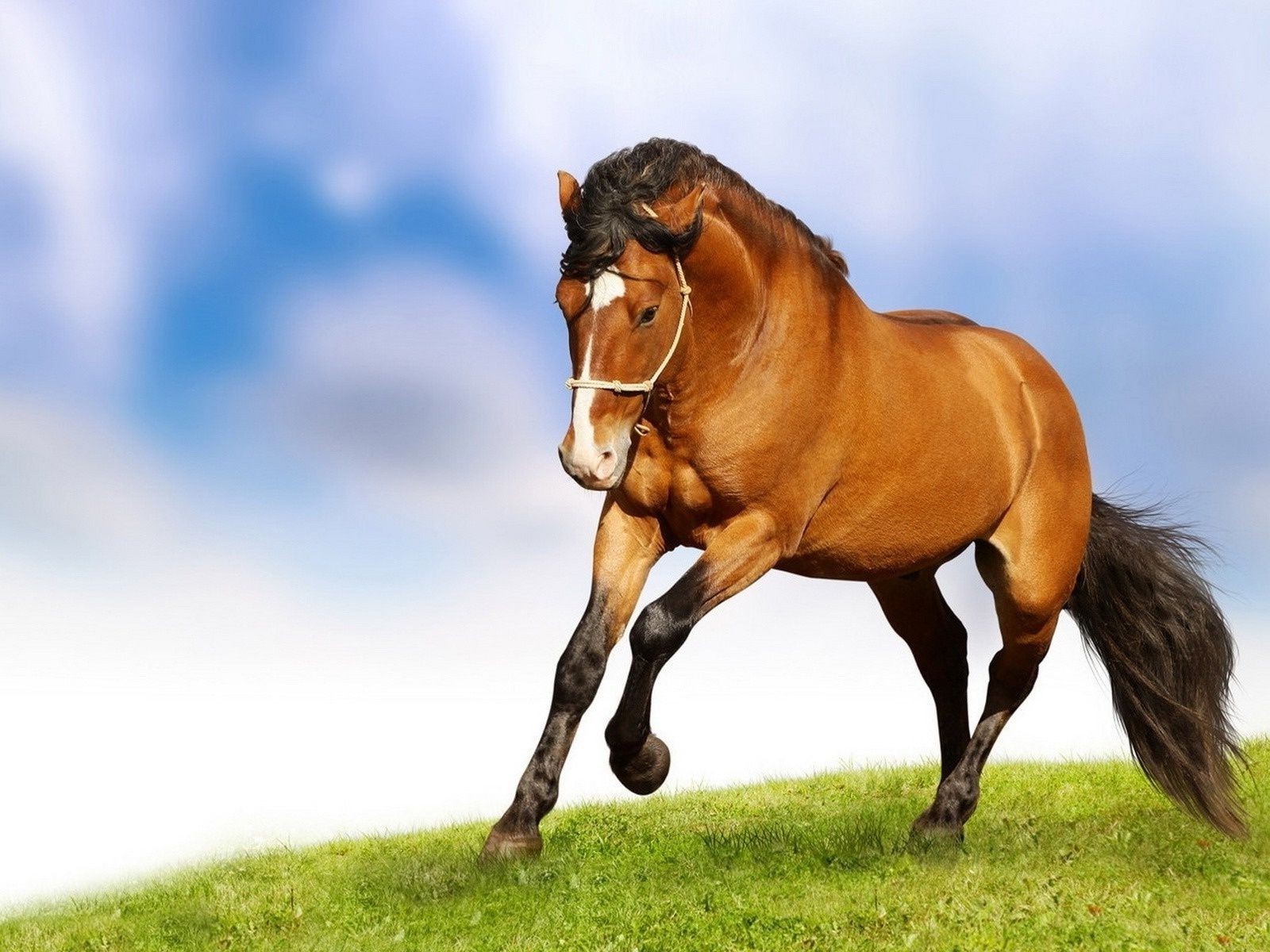 horses mammal horse grass animal mare pasture fast mane cavalry stallion field hayfield equestrian